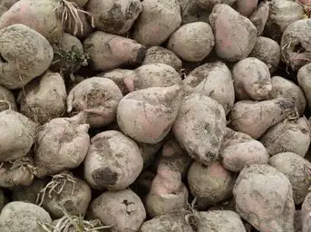Betteraves Fourragères BIO