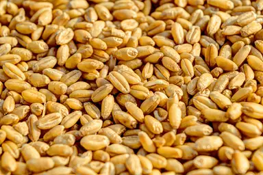 Blé Améliorant 14,5% Prot
