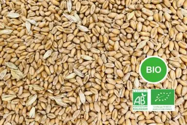 Blé meunier 11% Bio