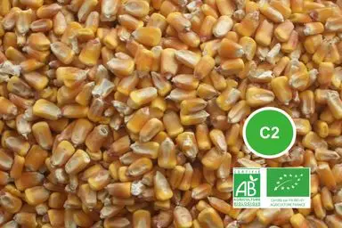 Mais grain C2