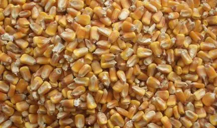 Mais grain sec